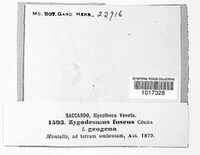 Zygodesmus fuscus image